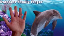 Dolphin Finger Family Song - Nursery Rhymes Dolphin Sea Animals Family Finger