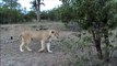 Lion SNEEZES Its Opportunity To Kill  Elephants - Latest Wildlife Sightings