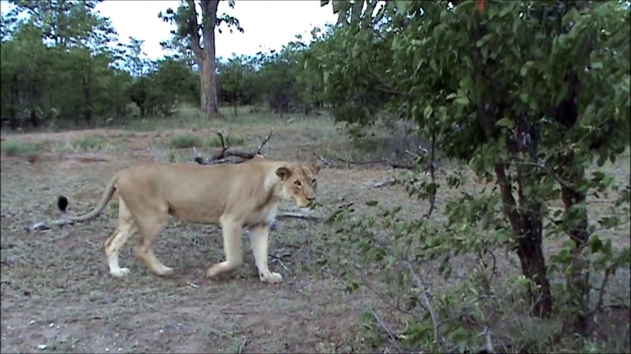 Lion SNEEZES Its Opportunity To Kill  Elephants - Latest Wildlife Sightings