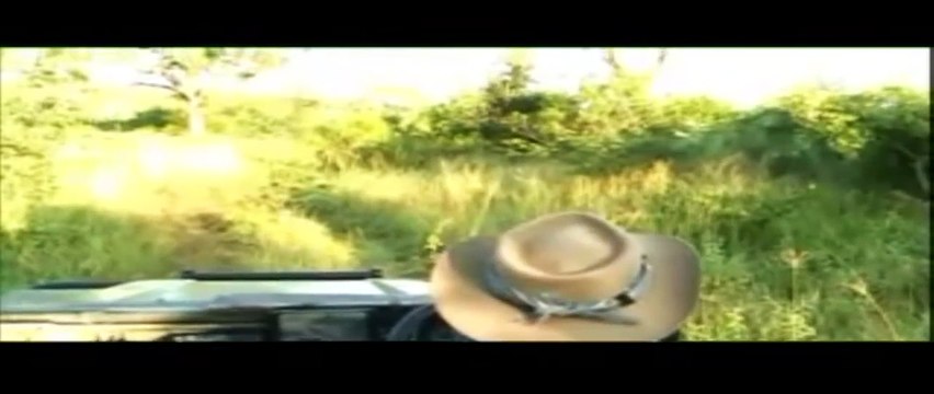 Djuma Kruger Spotter - Hyenas And Vultures Eating A Giraffe In The Kruger Park