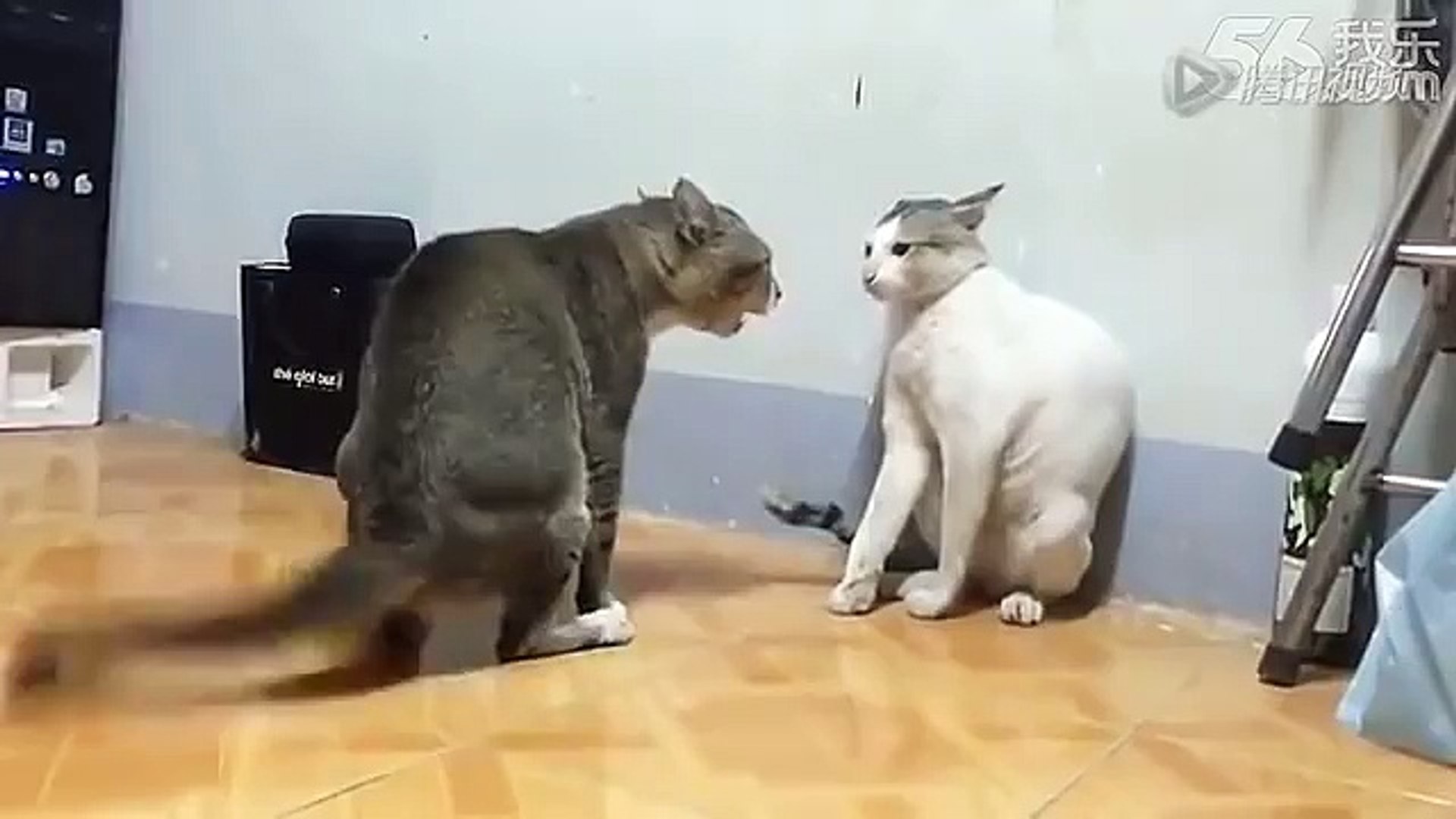 Crazy Cat Videos  Angry Cats That Are Very Mad