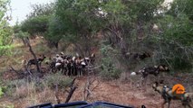 Wild Dogs Killing Wildebeest - Latest Wildlife Sightings