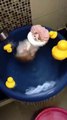 Funny Cat Taking Bath | Funny Cat Fails