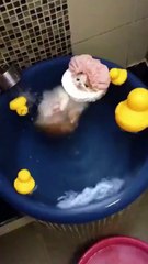 Funny Cat Taking Bath | Funny Cat Fails