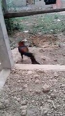 Bird fight with cock - rare video