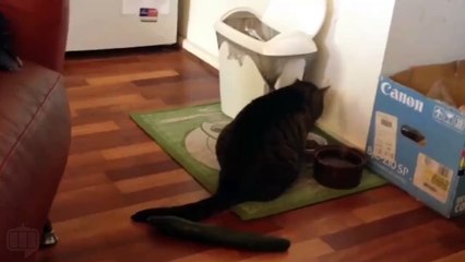 Cats Scared of Cucumber Funny Cats Compilation