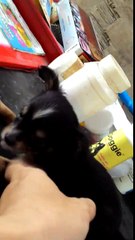 My new 6 month old Black Chihuahua Long hair Go ACE