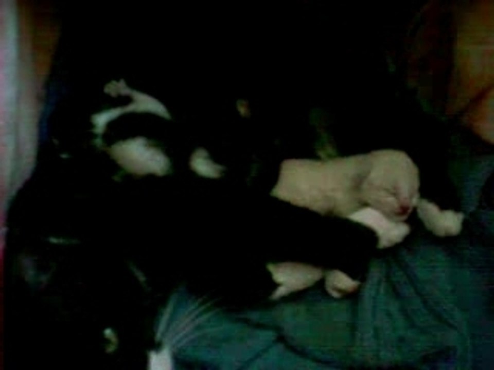 Chaton2