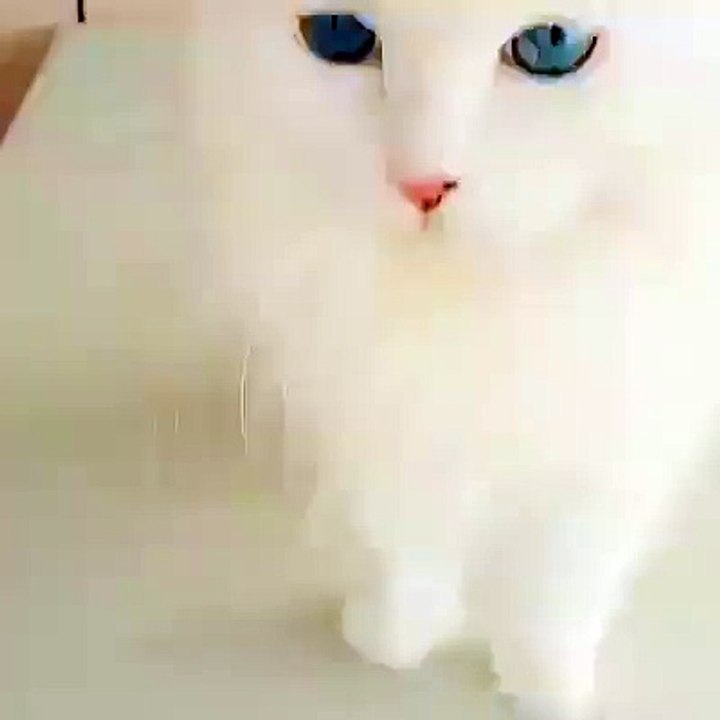 Best Funny Clips
