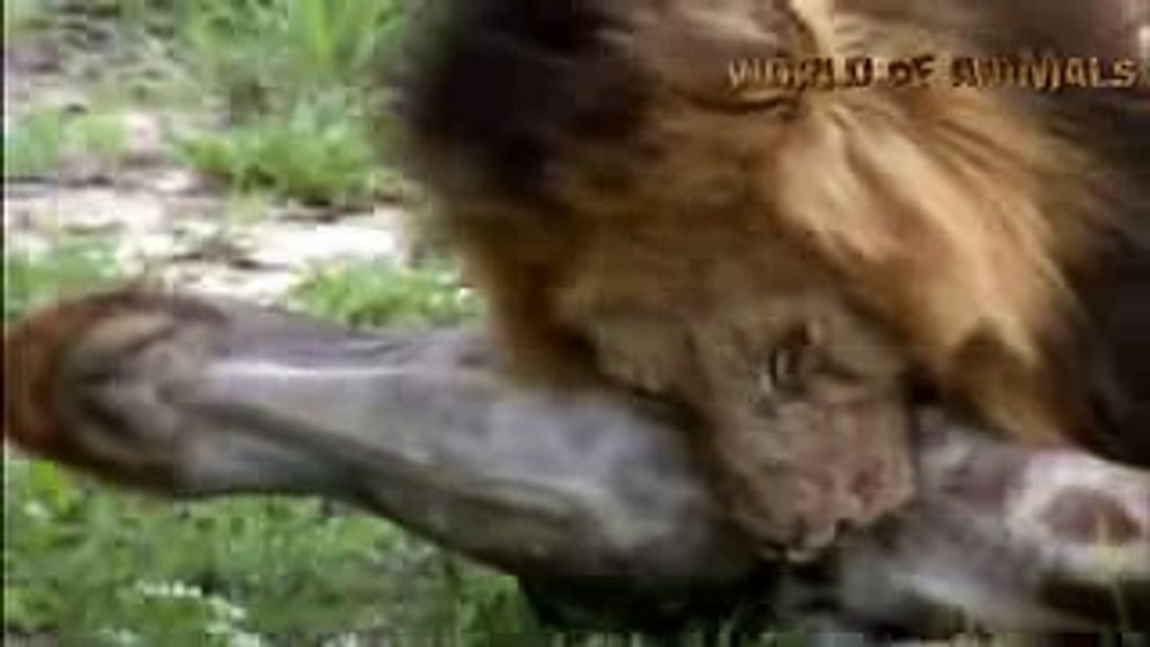 amazing animal clip