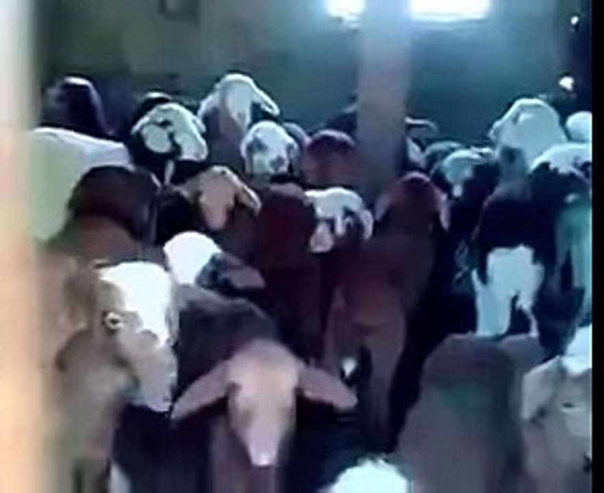 funny baby goats