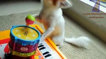 Funny animals playing instruments Cute and funny animal compilation -