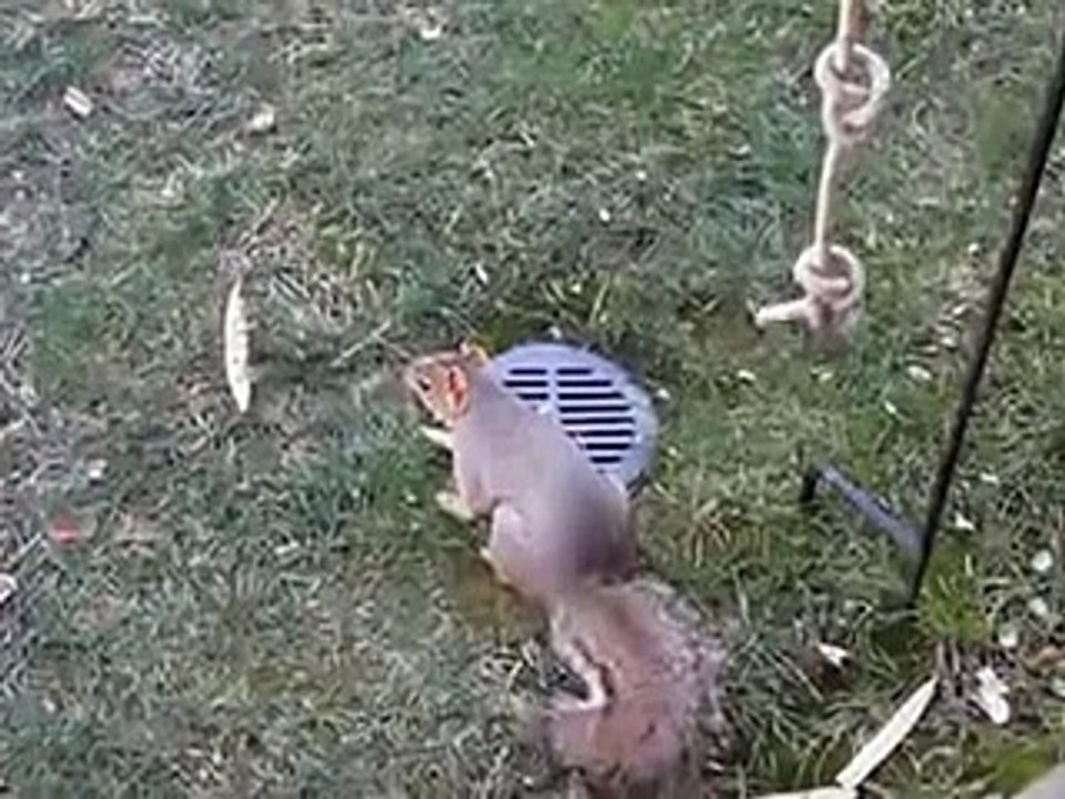 This squirrel is so AMAZING -