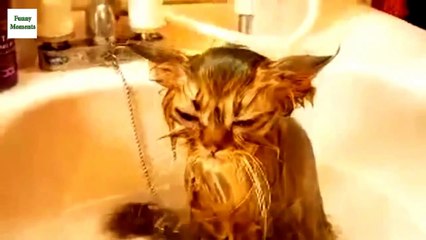 Funny Animals-Cats and Dogs Just Don't Want to Bath 2016 [NEW HD]
