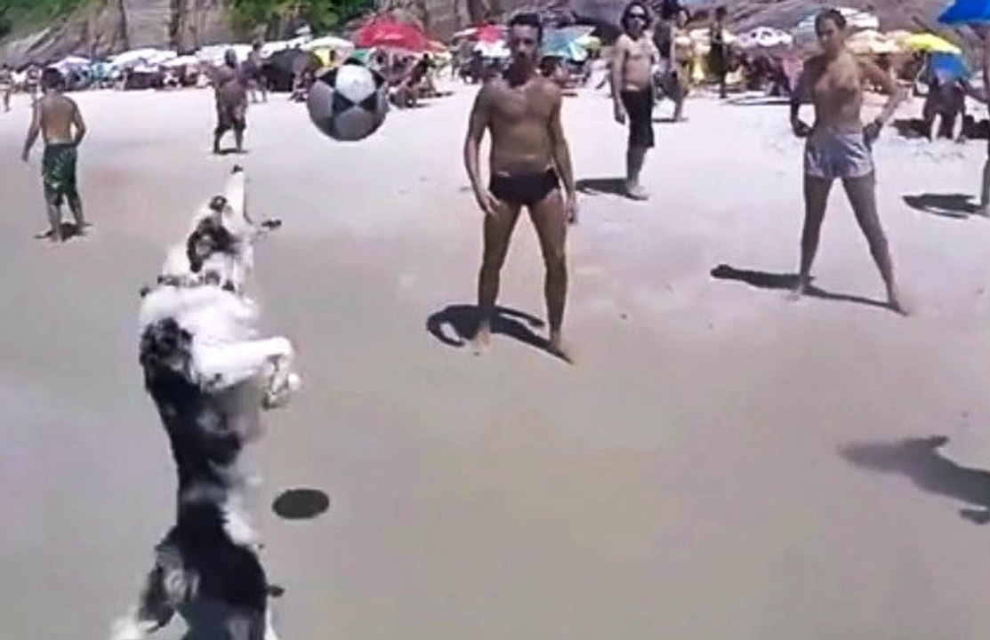 Dog Shows Off His Soccer Skills At The Beach
