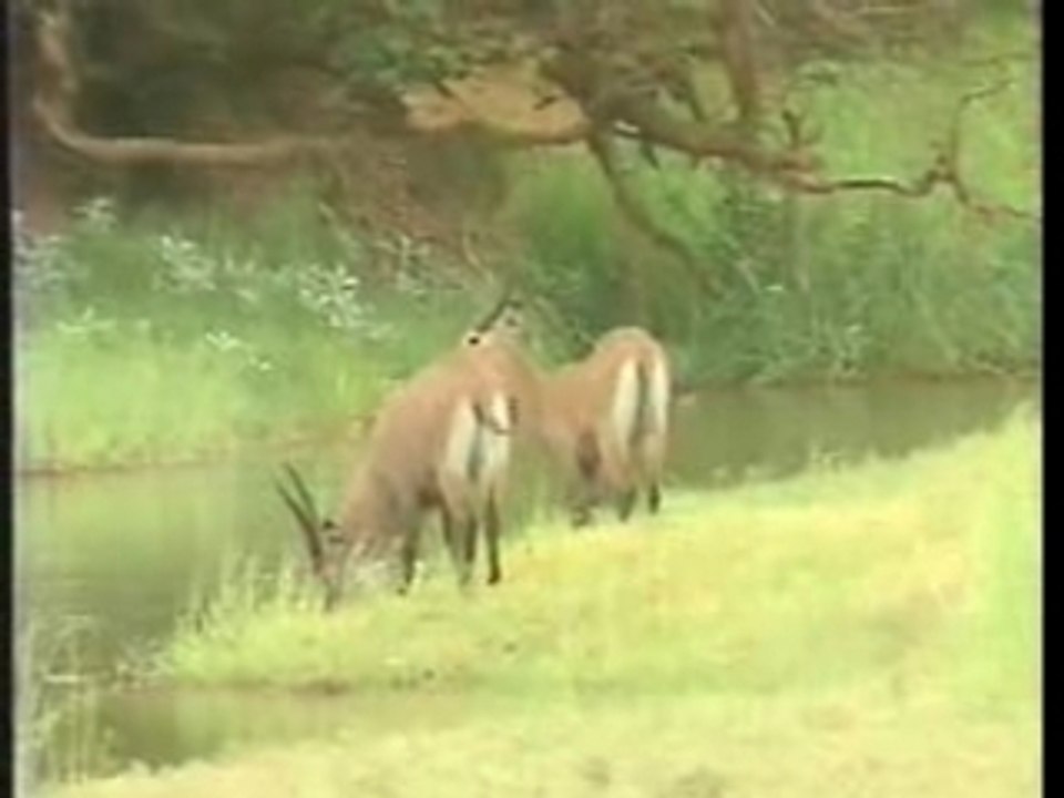 Parc de la Gounda (extrait)