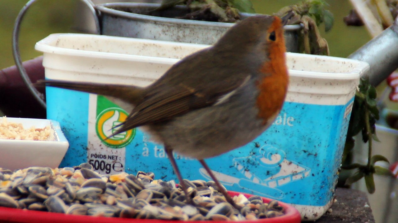 Rouge-gorge