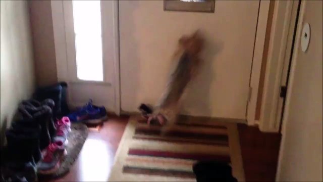 Ce chien déteste le courrier et le facteur