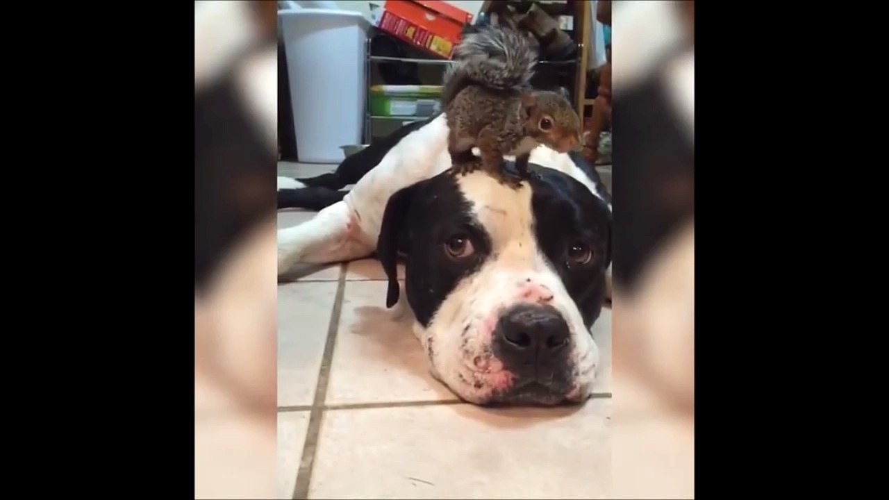 Dog protects Squirrel on head from Cat