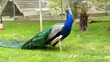 WhatsApp NonStop SuperFast Funny Videos