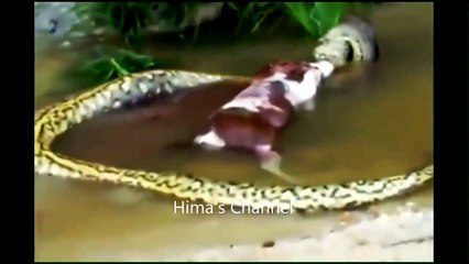 WhatsApp NonStop SuperFast Funny Videos