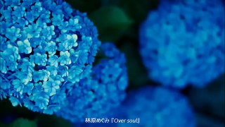 林原めぐみ - OVER SOUL (BASS COVER)