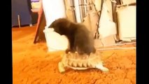 Best Funny Cats Fails Compilation  Funny Cat Videos 2015 - Funny Pets, Funny Animals -