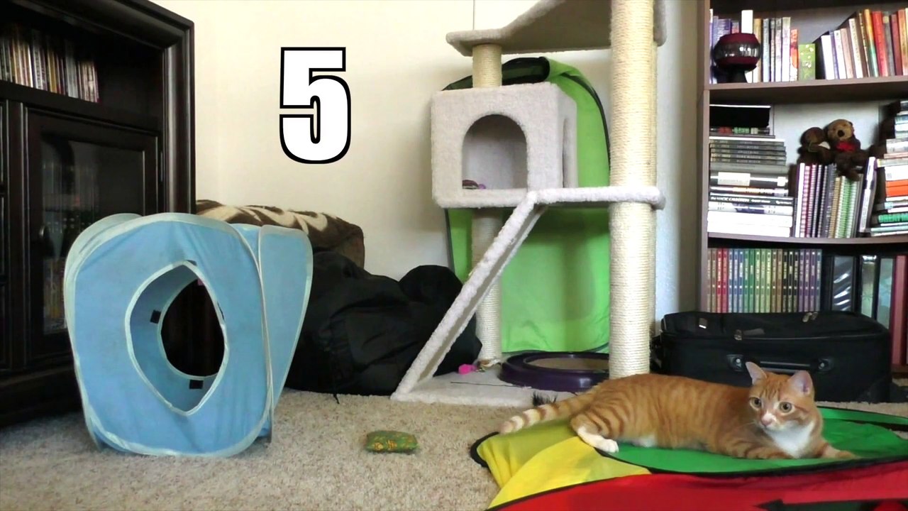 Les chats ont l'air encore plus drôles avec quelques effets sonores