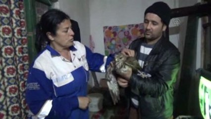 Yaralı Kızıl Şahin Tedavi Altına Alındı