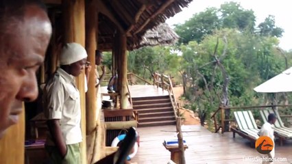 Saving a Waterbuck that is stuck in Water