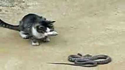 amazing video cat catch dangerous snake