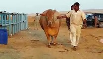 Cow Qurbani 2016 Sohrab Goth Karachi Bakra Eid in Pakistan