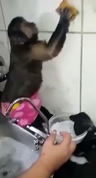 What a good little helper - Adorable monkey