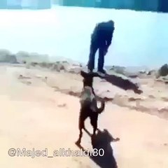must watch funny video man and dog