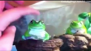 funny horse,frog , funny videos,funny animals, funny cat videos ,lol, funny clips