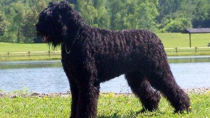 Top 10 Largest Dog Breeds In The World