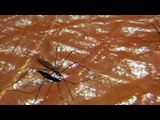 Zika: 3 morts en Colombie, l'Amérique latine se mobilise contre le moustique