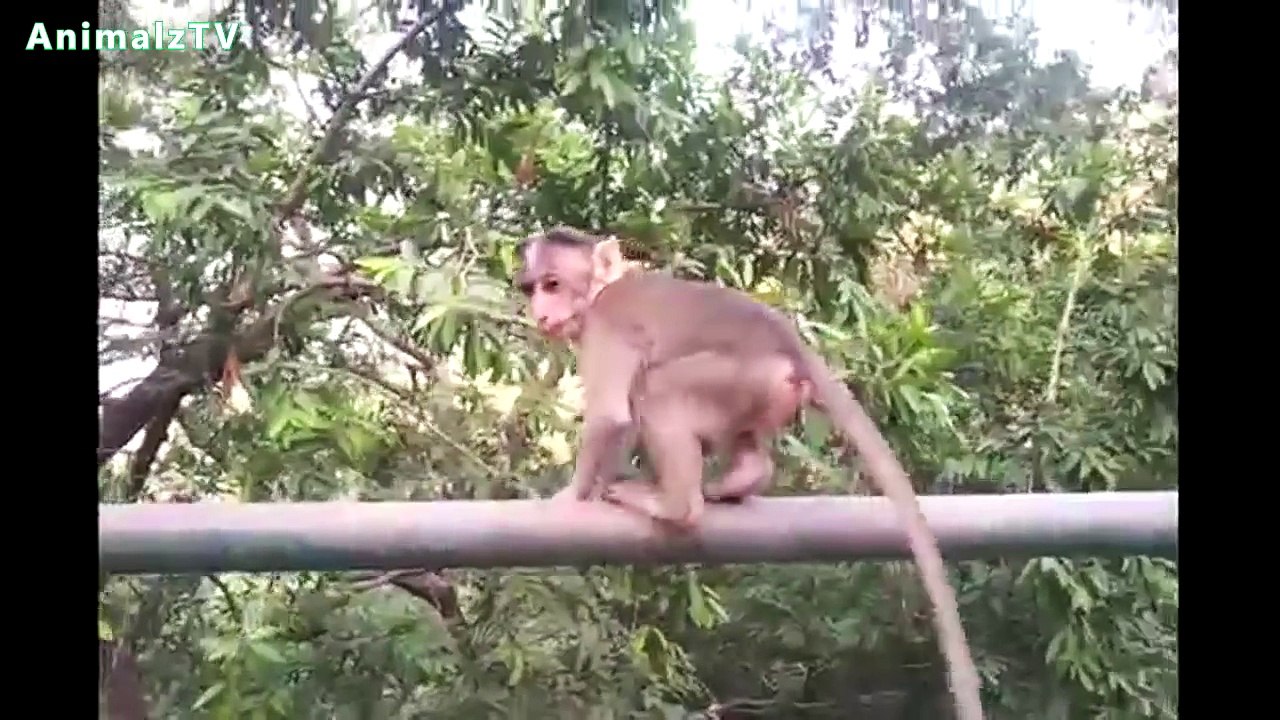 The Life of Indian Monkey Family in Front of Tourists Monkeys Playing With Dogs