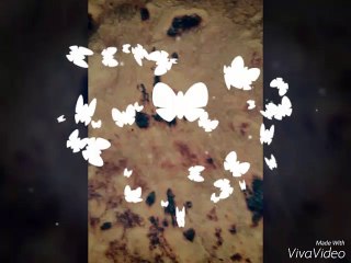 Mojza,Allah ka Naam Rotti py...................