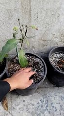 متى يتم ري سقي الاشجار النباتات