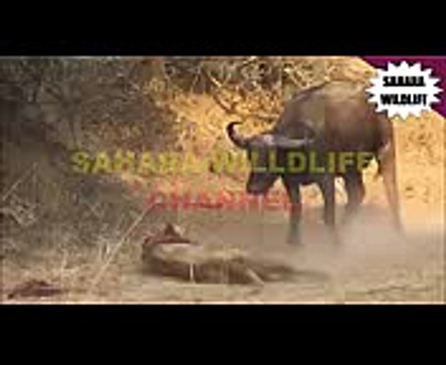 Buffalo Gores Lion To Death [Battle Of Death!!!]