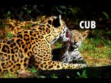 Animal Sounds- Real Animals - Names, Sounds, and Babies' Names - YouTube