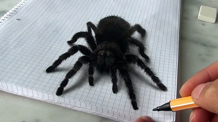 3D Spider Drawing_AMAZING realistic illusion! - YouTube