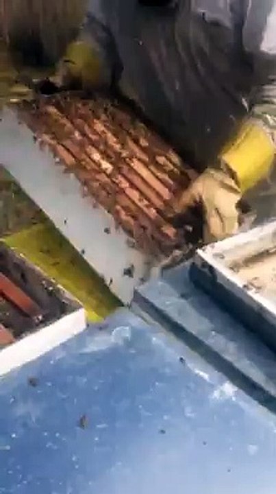 Φτιάχνοντας μελισσοδέματα!!! βιντεο απο την αμερική