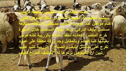 القيروان  سرقوا أغنامه أثناء انشغاله بمشاهدة مسلسل ايليف و تركوا له رسالة ساخرة