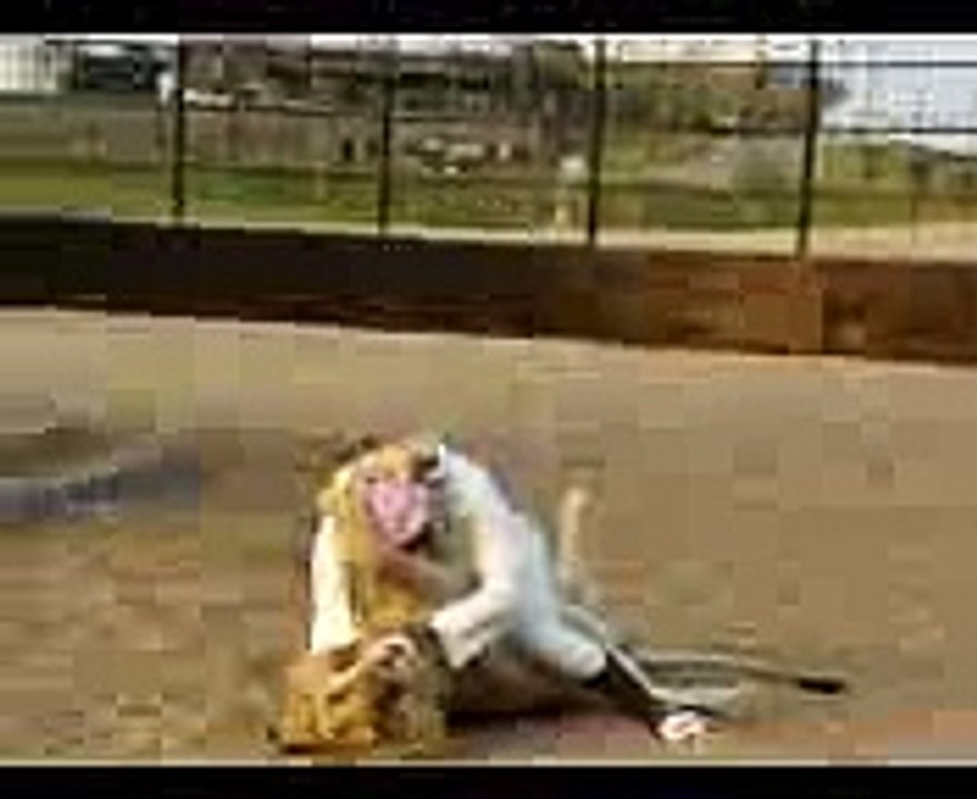 fight Arab Man vs Lion