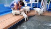 Funny Animals-Eight English Cream Golden Retriever Puppies - first swim & jump!