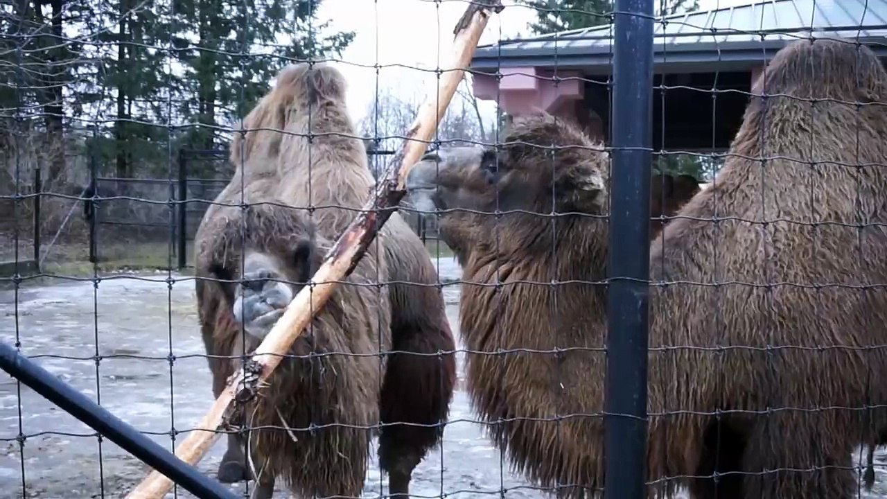 CAMELS IN LOVE
