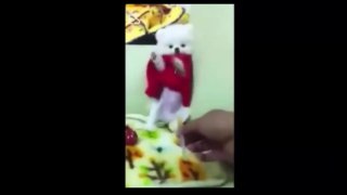funny videos,funny animals, funny dogs videos,funny puppies ,lol, funny clips, comedy movies, funny pictures, funny images, funny pics