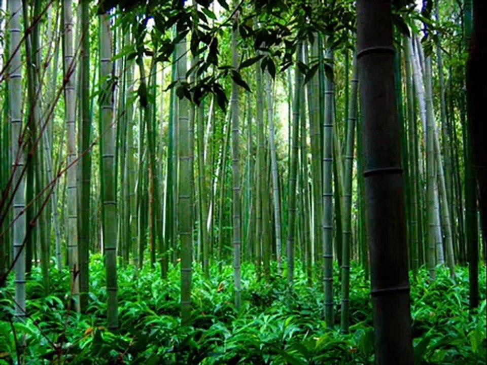 Trail of the Angels - Bamboo Flute